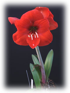 Image of Hippeastrum