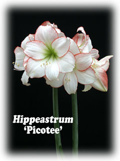 Image of Hippeastrum 'Picotee'