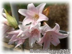 image of Amaryllis belladonna