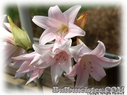 Image of Amaryllis belladonna