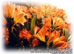 image of Clivia miniata