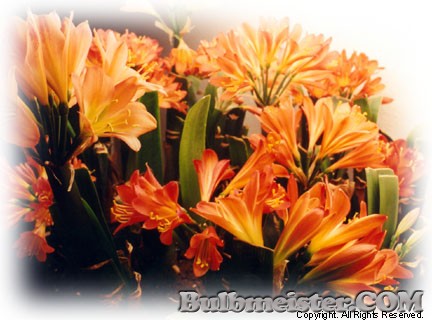 Image of Clivia miniata