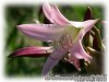 image of Crinum powellii