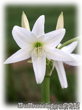 Image of Crinum powellii 'Album'