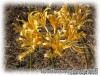 image of Lycoris chinensis