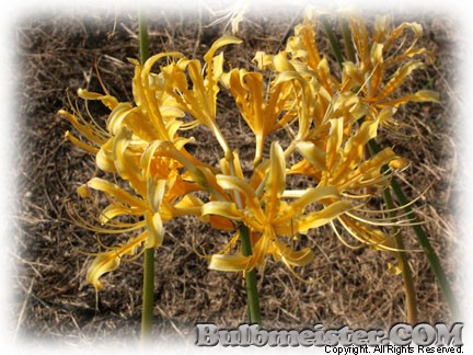 Image of Lycoris chinensis