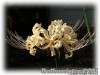 image of Lycoris albiflora