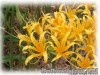 image of Lycoris aurea var. surgens