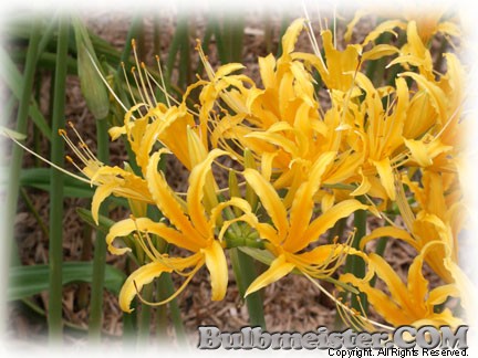 Image of Lycoris aurea var. surgens