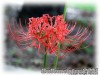 image of Lycoris radiata var. radiata