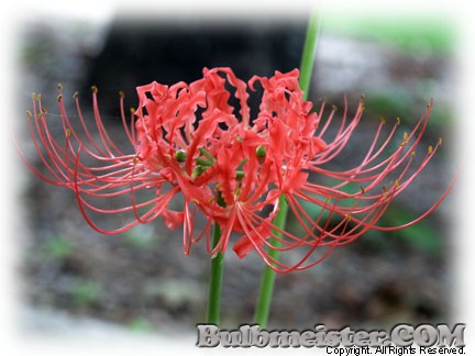 Image of Lycoris radiata var. radiata