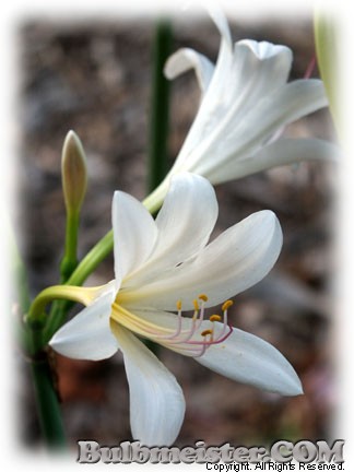 Image of Lycoris longituba