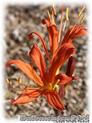 Image of Lycoris sanguinea