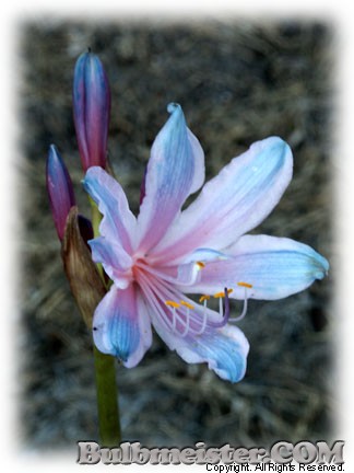 Image of Lycoris sprengeri