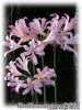 image of Lycoris squamigera