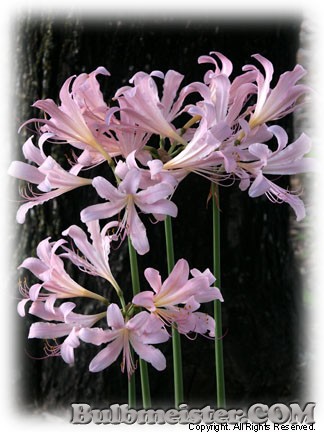 Image of Lycoris squamigera