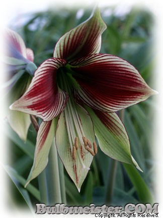 Image of Hippeastrum papilio