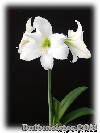 Image of Hippeastrum  'Wedding Dance'