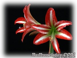 image of Hippeastrum vittatum