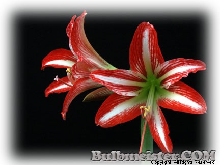 Image of Hippeastrum vittatum