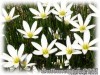 image of Zephyranthes candida