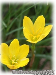 image of Zephyranthes citrina