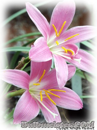 Image of Zephyranthes grandiflora