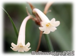 image of Cyrtanthus mackenii 'Cream'
