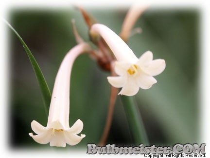 Image of Cyrtanthus mackenii 'Cream'