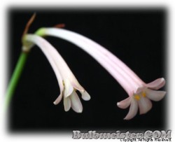 image of Cyrtanthus mackenii 'Himalayan Pink'