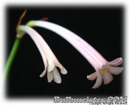 Image of Cyrtanthus mackenii 'Himalayan Pink'