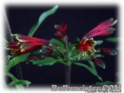 image of Alstroemeria pulchella