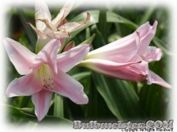 image of Amarcrinum howardii
