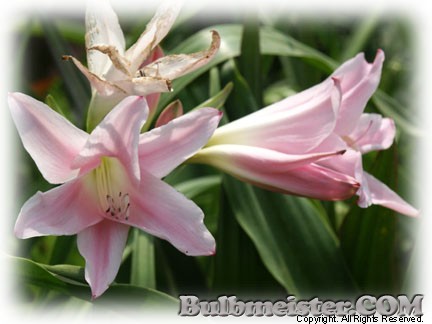 Image of Amarcrinum howardii
