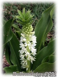 image of Eucomis MIX