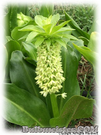 Image of Eucomis bicolor 'Alba'
