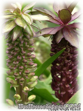 Image of Eucomis comosa