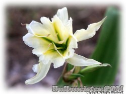 image of Hymenocallis MIX