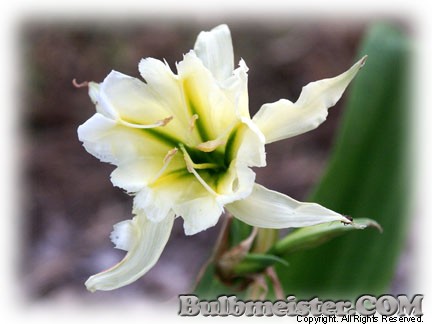 Image of Hymenocallis MIX