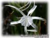 image of Hymenocallis harrisiana