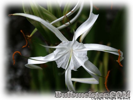 Image of Hymenocallis harrisiana