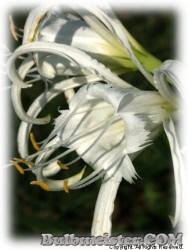 image of Hymenocallis festalis 'Zwanenburg'