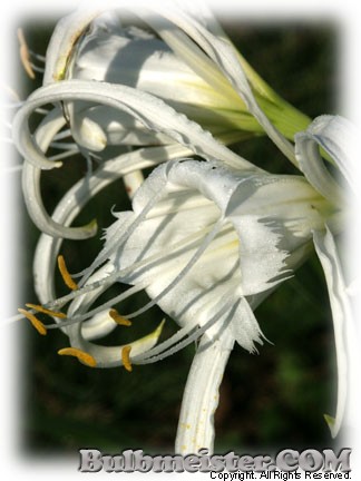 Image of Hymenocallis festalis 'Zwanenburg'