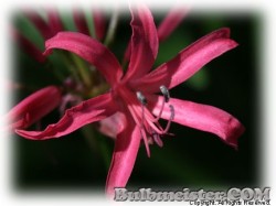 image of Nerine MIX