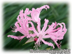 image of Nerine bowdenii 'Pink Triumph'