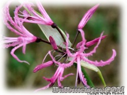 image of Nerine undulata