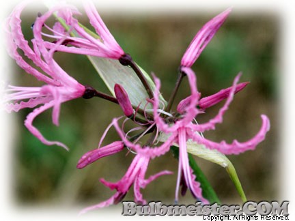 Image of Nerine undulata