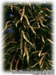 image of Anredera cordifolia