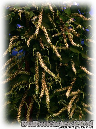 Image of Anredera cordifolia