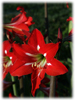 image of Hippeastrum 'Hardy Sonatini MIX'
